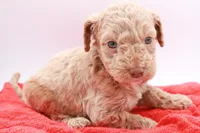 Black Mini, a male Miniature Labradoodle for sale in Lexington Park, MD – Photo 2 of 6