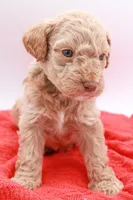 Black Mini, a male Miniature Labradoodle for sale in Lexington Park, MD – Photo 5 of 6