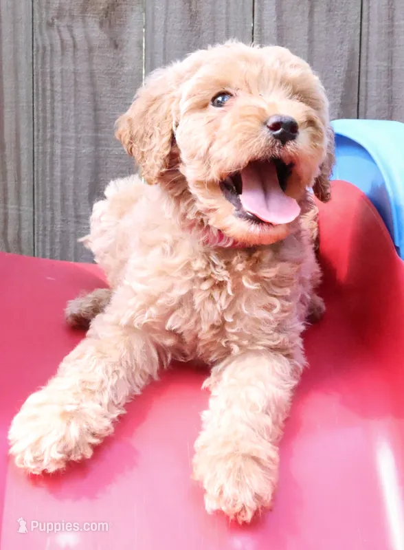 pink – Miniature Labradoodle puppy for sale in Lexington Park, MD
