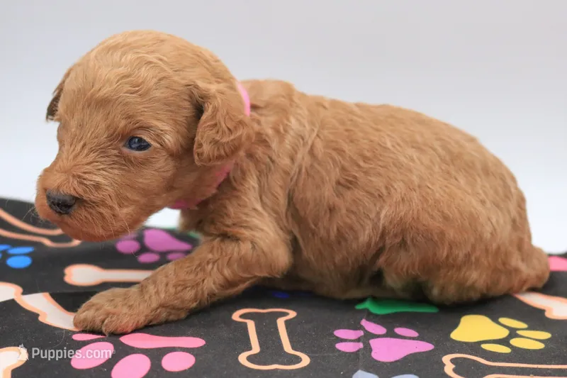 Pink – Miniature Labradoodle puppy for sale in Lexington Park, MD