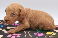 Light Pink, a female Miniature Labradoodle for sale in Lexington Park, MD – 3 of 8