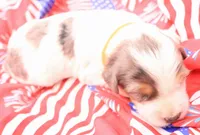 Orange, a male Miniature Bernedoodle for sale in Lexington Park, MD – 3 of 6
