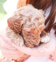Buzz, a male Miniature Labradoodle for sale in Lexington Park, MD – Photo 4 of 6