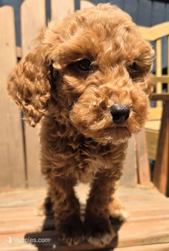 Buzz – Miniature Labradoodle puppy for sale in Lexington Park, MD