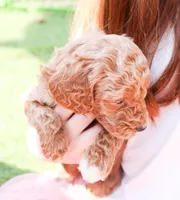 Buzz, a male Miniature Labradoodle for sale in Lexington Park, MD – Photo 5 of 6