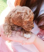 Buzz, a male Miniature Labradoodle for sale in Lexington Park, MD – Photo 2 of 6