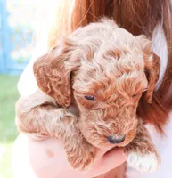 Buzz, a male Miniature Labradoodle for sale in Lexington Park, MD – Photo 6 of 6