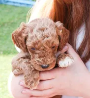 Buzz, a male Miniature Labradoodle for sale in Lexington Park, MD – Photo 1 of 6