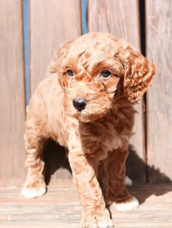 Buzz – Miniature Labradoodle puppy for sale in Lexington Park, MD