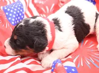 Red, a female Miniature Bernedoodle for sale in Lexington Park, MD – 4 of 5