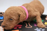 Light Pink, a female Miniature Labradoodle for sale in Lexington Park, MD – 4 of 8
