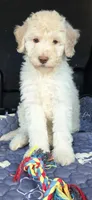 Pink, a female Labradoodle for sale in Lexington Park, MD – 6 of 6