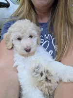 Pink, a female Labradoodle for sale in Lexington Park, MD – 3 of 6