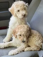 Pink, a female Labradoodle for sale in Lexington Park, MD – 4 of 6