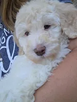 Pink, a female Labradoodle for sale in Lexington Park, MD – 2 of 6