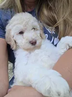 Pink, a female Labradoodle for sale in Lexington Park, MD – 1 of 6