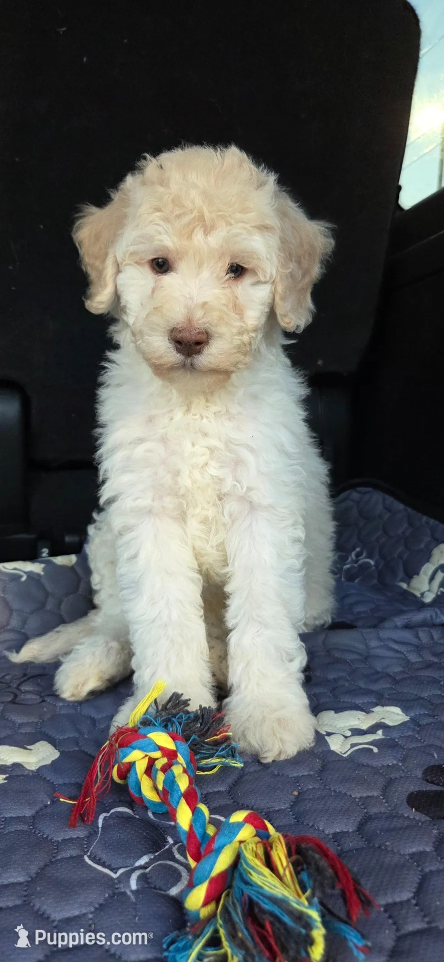 Fuscia, a female Labradoodle for sale in Lexington Park, MD – Photo 4 of 10