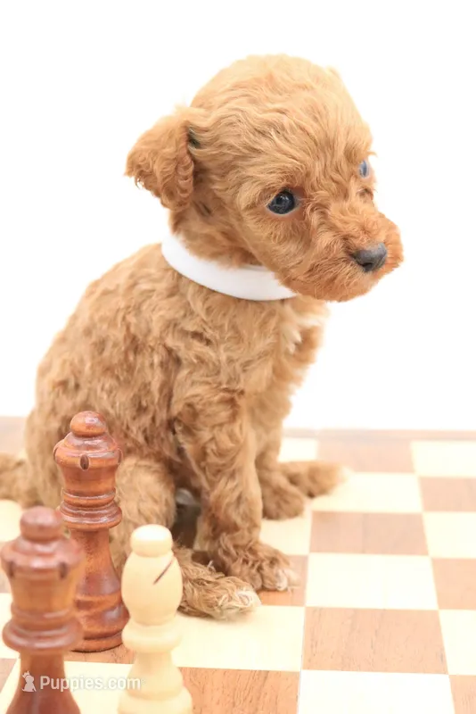 White – Miniature Labradoodle puppy for sale in Lexington Park, MD