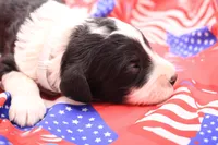 Gray, a male Miniature Bernedoodle for sale in Lexington Park, MD – 2 of 3