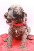 Mini Red, a female Miniature Labradoodle for sale in Lexington Park, MD – Photo 4 of 5