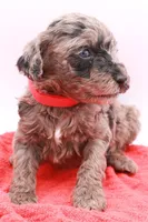 Mini Red, a female Miniature Labradoodle for sale in Lexington Park, MD – Photo 3 of 5