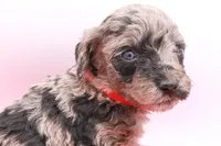 Mini Red, a female Miniature Labradoodle for sale in Lexington Park, MD – Photo 2 of 5