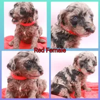 Mini Red, a female Miniature Labradoodle for sale in Lexington Park, MD – Photo 1 of 5
