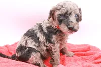 Mini Red, a female Miniature Labradoodle for sale in Lexington Park, MD – Photo 5 of 5