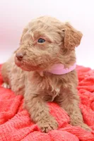 Pink Mini, a female Miniature Labradoodle for sale in Lexington Park, MD – Photo 2 of 4