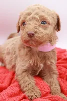 Pink Mini, a female Miniature Labradoodle for sale in Lexington Park, MD – Photo 3 of 4