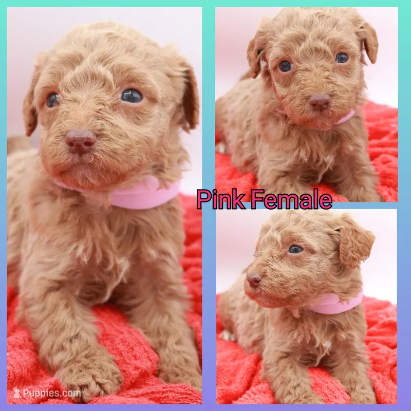 Pink Mini – Miniature Labradoodle puppy for sale in Lexington Park, MD