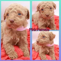Pink Mini, a female Miniature Labradoodle for sale in Lexington Park, MD – Photo 1 of 4