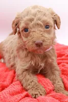Pink Mini, a female Miniature Labradoodle for sale in Lexington Park, MD – Photo 4 of 4