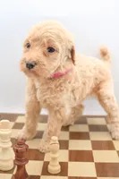 pink, a female Miniature Labradoodle for sale in Lexington Park, MD – 3 of 9
