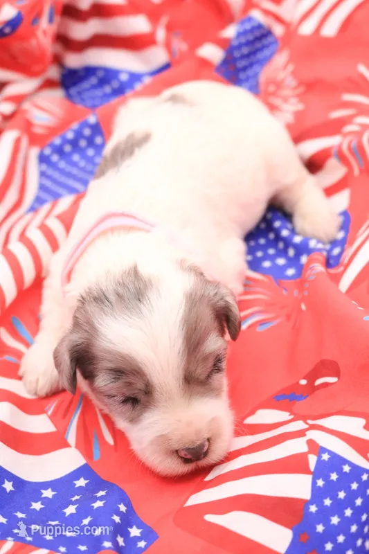 Pink – Miniature Bernedoodle puppy for sale in Lexington Park, MD