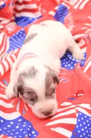 Pink, a female Miniature Bernedoodle for sale in Lexington Park, MD – 1 of 5