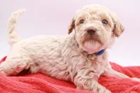 Blue Mini, a male Miniature Labradoodle for sale in Lexington Park, MD – Photo 4 of 6