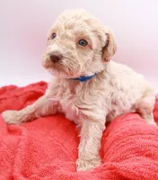 Blue Mini, a male Miniature Labradoodle for sale in Lexington Park, MD – Photo 5 of 6