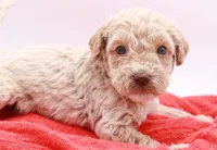 Blue Mini, a male Miniature Labradoodle for sale in Lexington Park, MD – Photo 2 of 6