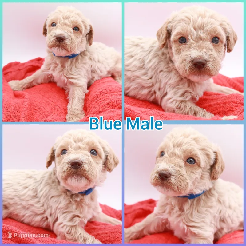 Blue Mini – Miniature Labradoodle puppy for sale in Lexington Park, MD