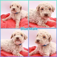 Blue Mini, a male Miniature Labradoodle for sale in Lexington Park, MD – Photo 1 of 6