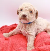 Blue Mini, a male Miniature Labradoodle for sale in Lexington Park, MD – Photo 6 of 6