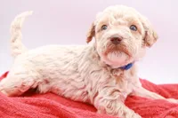Blue Mini, a male Miniature Labradoodle for sale in Lexington Park, MD – Photo 3 of 6