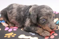 Green, a male Miniature Labradoodle for sale in Lexington Park, MD – 6 of 7