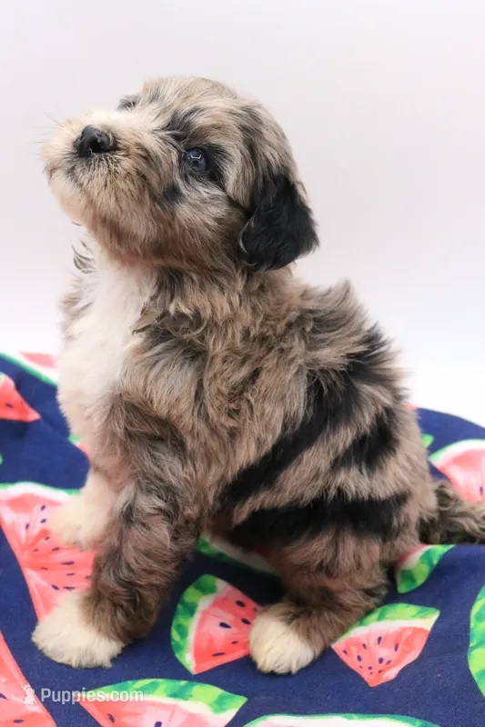 Green – Miniature Bernedoodle puppy for sale in Lexington Park, MD