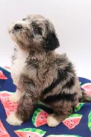 Green, a male Miniature Bernedoodle for sale in Lexington Park, MD – 1 of 6