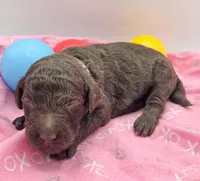Pinky, a female Labradoodle for sale in Lexington Park, MD – Photo 2 of 3