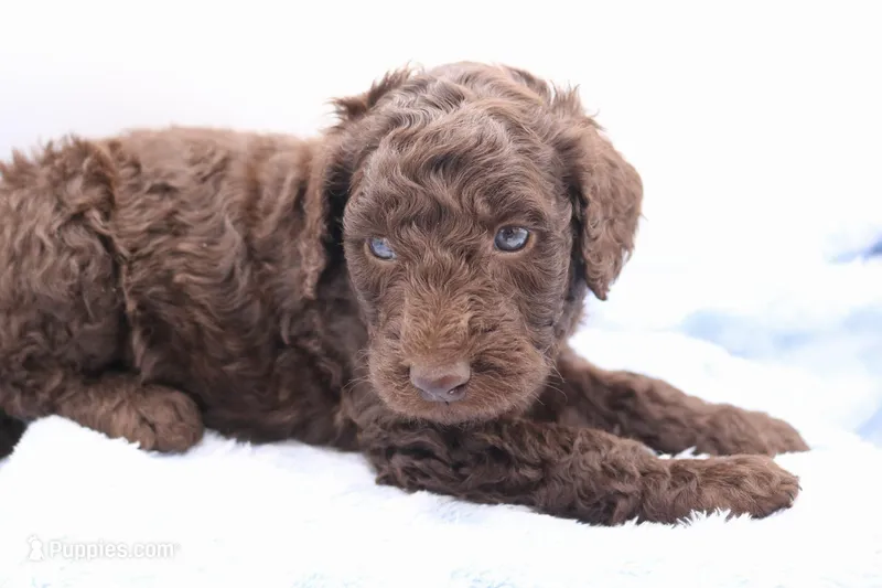Pinky – Labradoodle puppy for sale in Lexington Park, MD