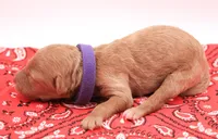 Purple , a female Miniature Labradoodle for sale in Lexington Park, MD – 3 of 3