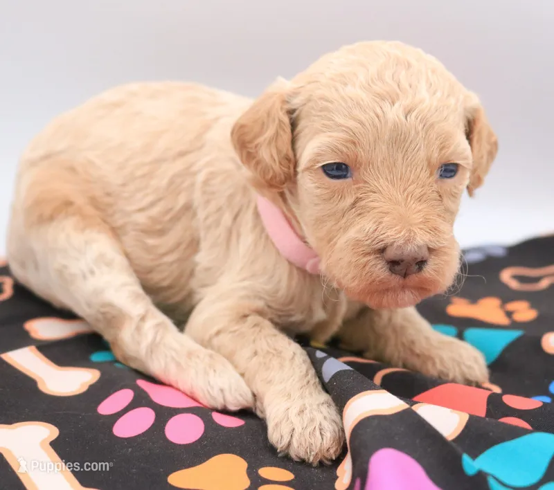 Light pink – Miniature Labradoodle puppy for sale in Lexington Park, MD